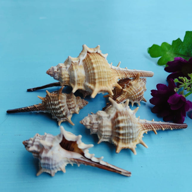 Natural Shell Conch Conch 5-9cm Home Fish Tank Micro Landscape Decoration