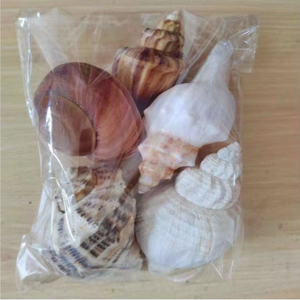 2PCS Conch Shell Large Natural Seashells For Fish Tank Wedding Decor Beach Theme Party Home Decorations