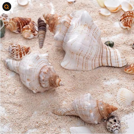 2PCS Conch Shell Large Natural Seashells For Fish Tank Wedding Decor Beach Theme Party Home Decorations