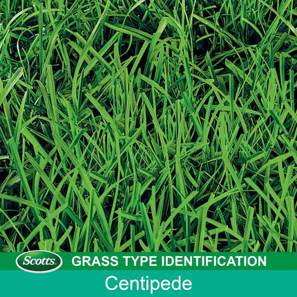 Turf Builder 5 Lbs. Grass Seed Centipede Grass Seed & Mulch Grows a Thick, Low-Maintenance Lawn