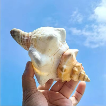 2PCS Conch Shell Large Natural Seashells For Fish Tank Wedding Decor Beach Theme Party Home Decorations